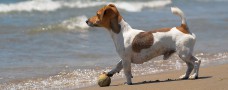Urlaub mit Hund